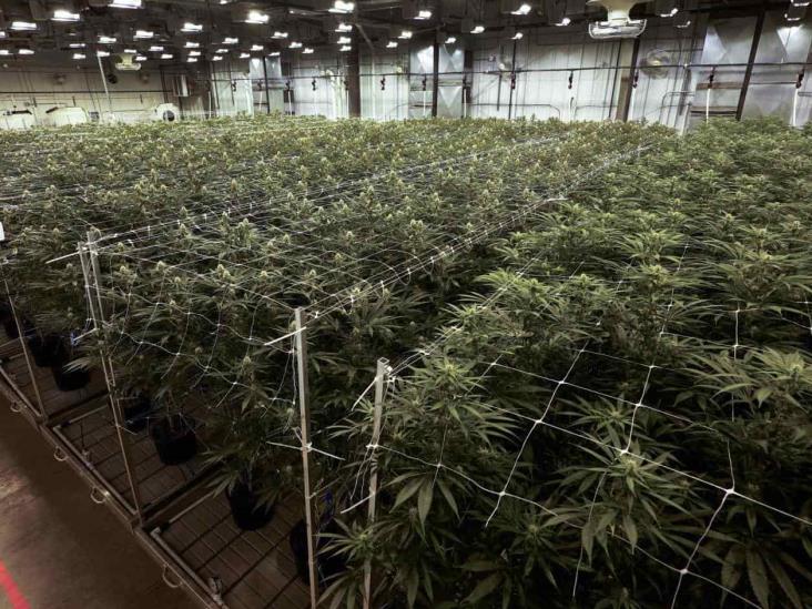 Maryland y Missouri votan por legalizar la mariguana Maryland y Missouri votan por legalizar la mariguana