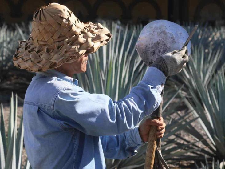 Concede Vietnam registro al tequila Concede Vietnam registro al tequila