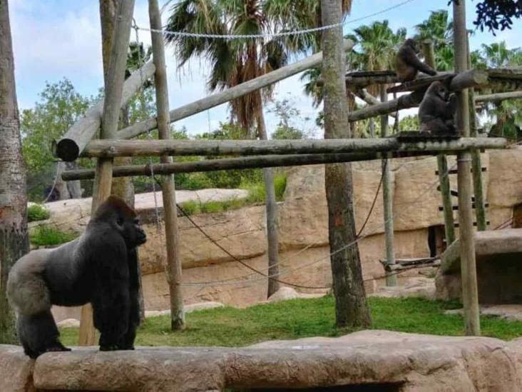 Zoológico de Brownsville facilita ingreso a militares Zoológico de Brownsville facilita ingreso a militares