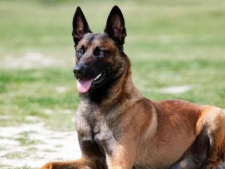 Niño de dos años muere tras ser mordido en la cara por su propio perro en NL Niño de dos años muere tras ser mordido en la cara por su propio perro en NL