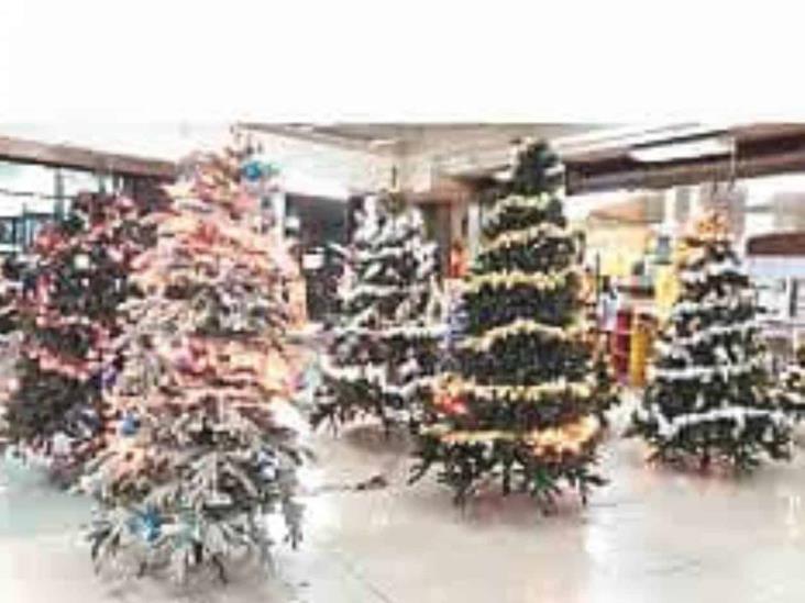 Alertan por instalación de los pinos navideños Alertan por instalación de los pinos navideños