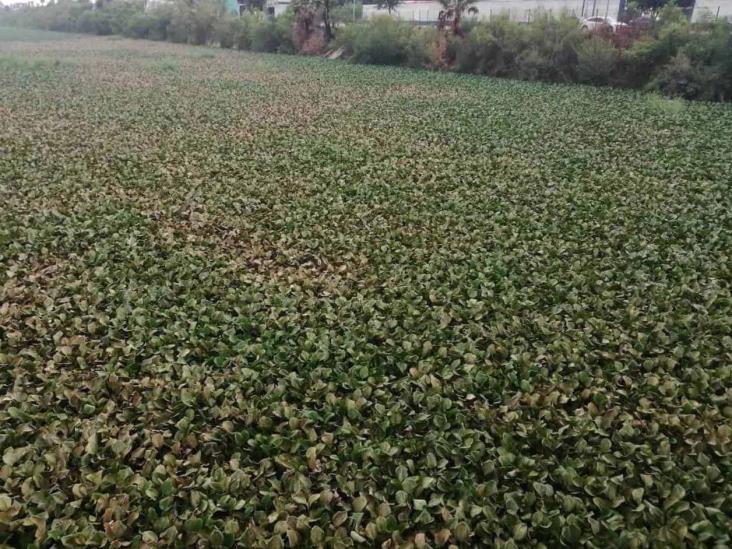 Licitan obra de limpieza de lirio del Anzaldúas Licitan obra de limpieza de lirio del Anzaldúas