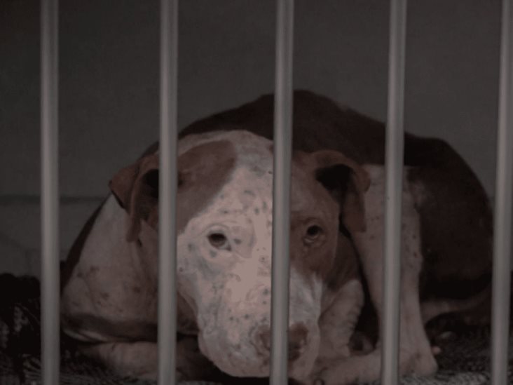 Ciudad de México busca hogar a los 107 perros rescatados de un predio abandonado Ciudad de México busca hogar a los 107 perros rescatados de un predio abandonado