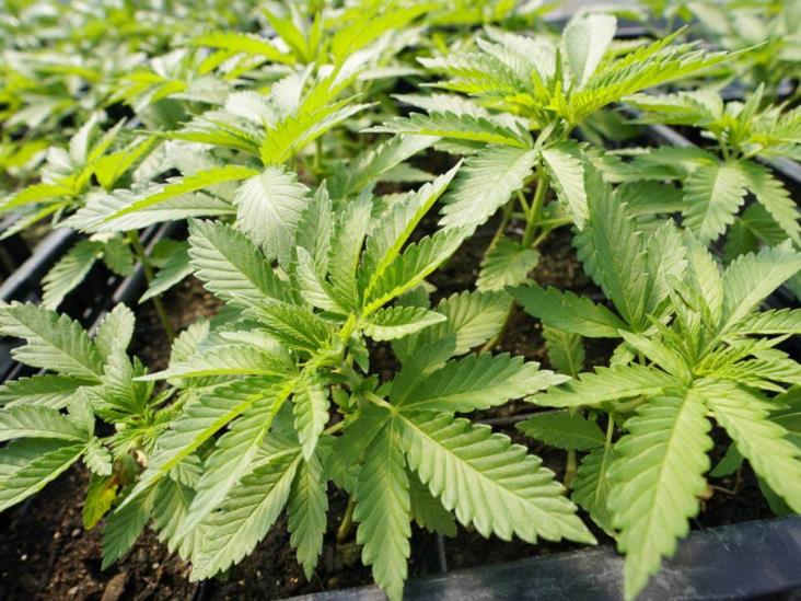 Nueva York entrega primeras licencias para vender marihuana Nueva York entrega primeras licencias para vender marihuana