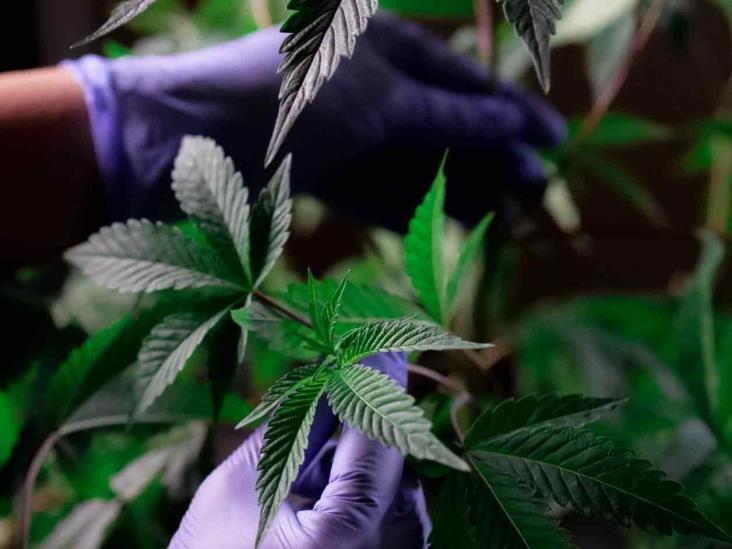 Hallan cuatro muertos en granja de marihuana Hallan cuatro muertos en granja de marihuana