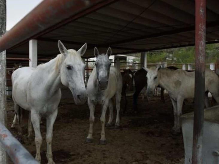 Denuncian maltrato a caballos en México Denuncian maltrato a caballos en México