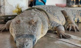 Proyectan santuario de cocodrilos en Madero Proyectan santuario de cocodrilos en Madero