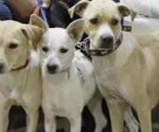 Esterilizan más de 450 mascotas en campaña municipal